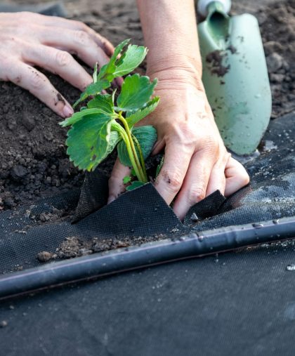 Planting strawberry seedling on spunbond, digging pits using a scoop, guide step by step