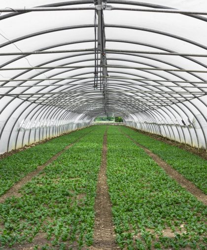Cultivation of lettuce in a large greenhouse country.