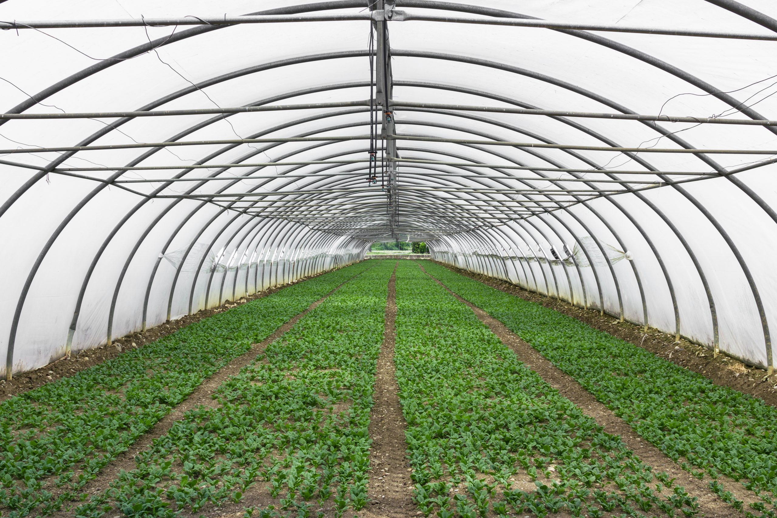 Cultivation of lettuce in a large greenhouse country.