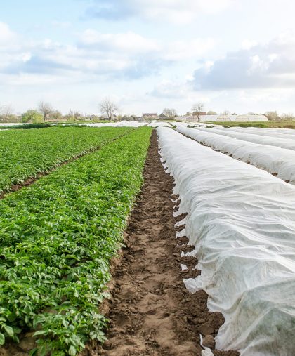 potato-plantation-under-agricultural-fiber-and-in-2022-01-04-17-54-39-utc